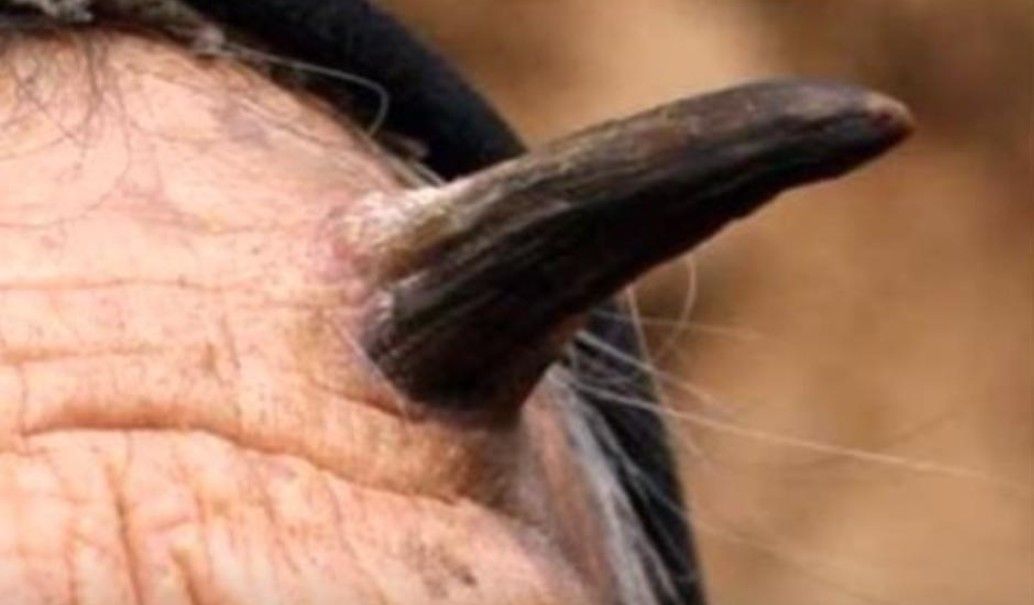 Kožní rohy u lidí - bizarní výrůstky pod lupou vědy