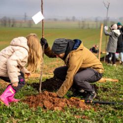 Nové granty na výsadbu stromů: až 140 000 Kč pro obce a školy!