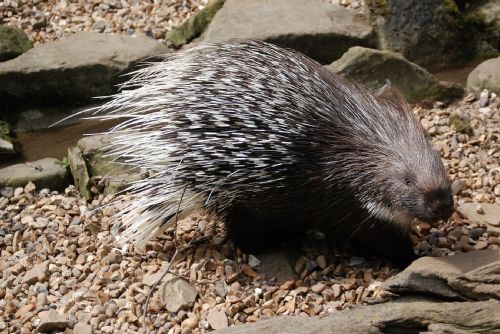 Foto: Dikobrazi se po dvaceti letech opět vrací do ústecké zoo