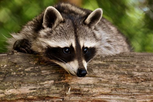 Foto: Rekordní léto: V zooparku jsme pokořili další hranici návštěvnosti