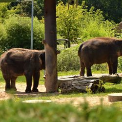 Zoo Ústí v obří proměně: Konžský prales a geotermie