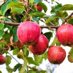 Přebytek plodin a sucho trápí severočeské zemědělce