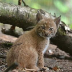 Děčínská zoo slaví: po pěti letech mládě rysa díky inovativní antikoncepci