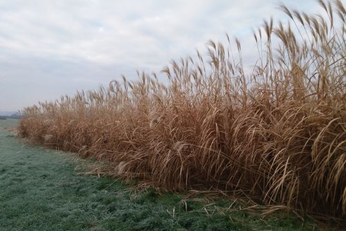 Obrázek - 